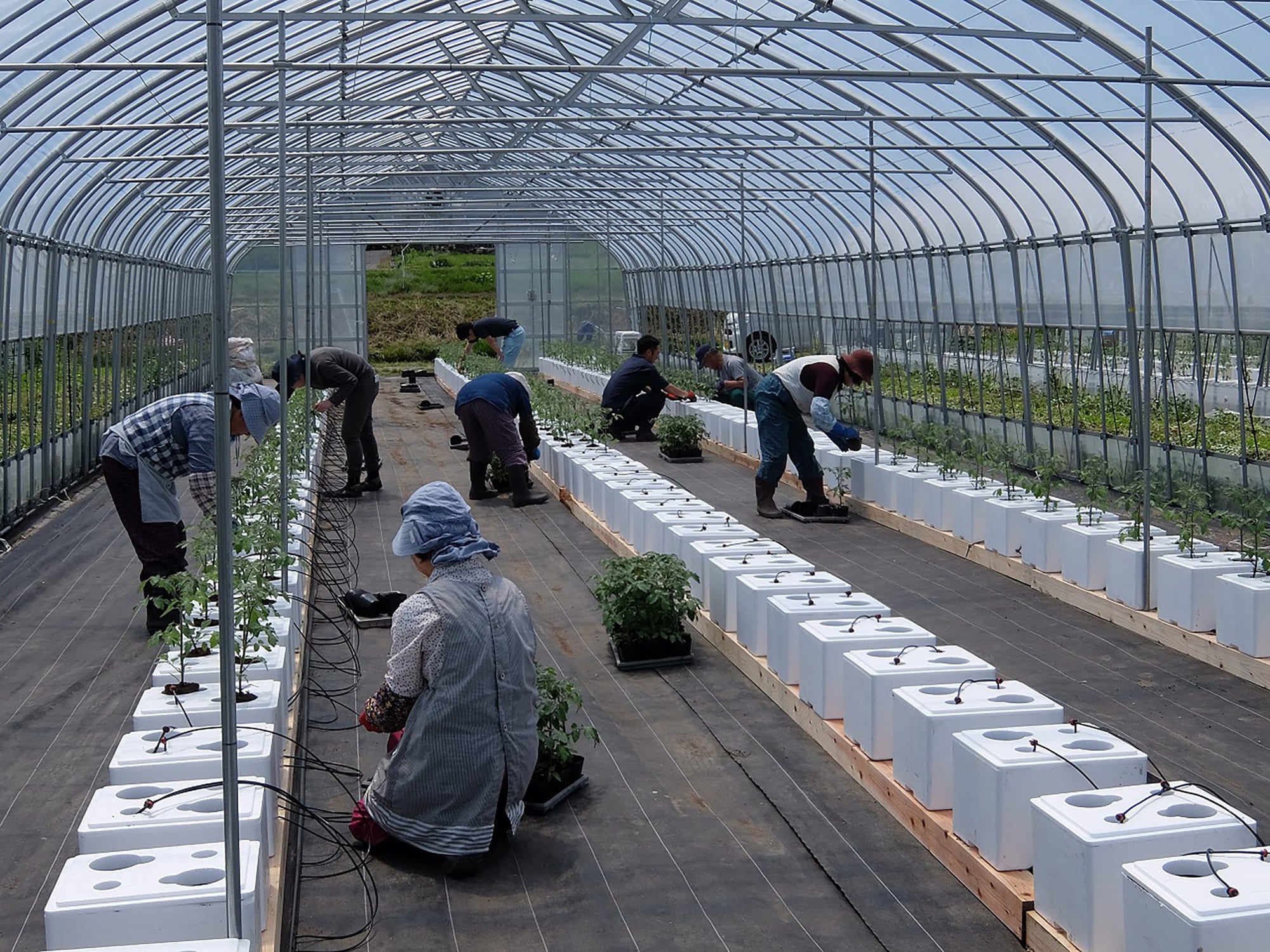 「うぃずone」を使用したミニトマトの定植の様子