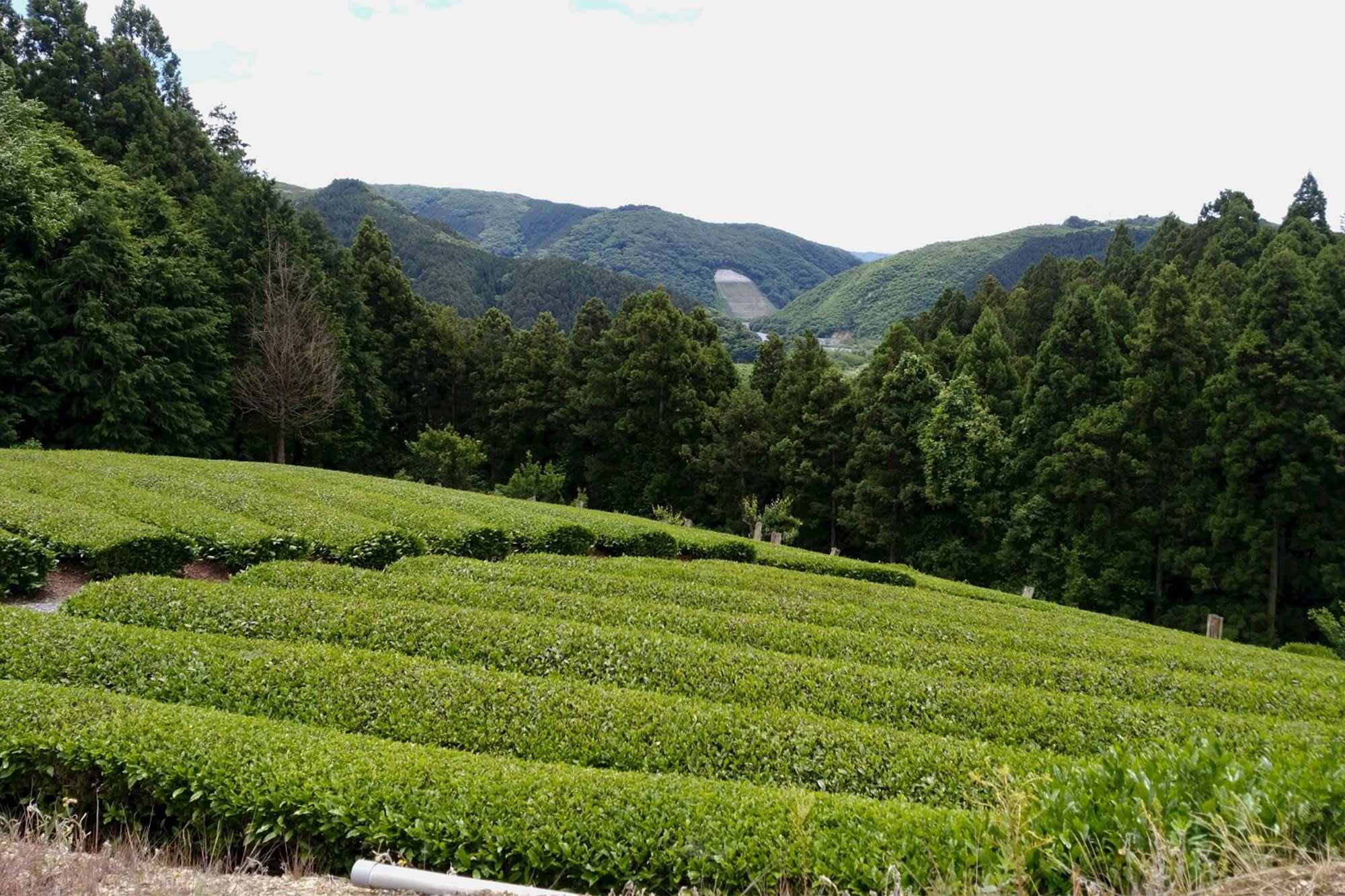 桃生茶の茶畑