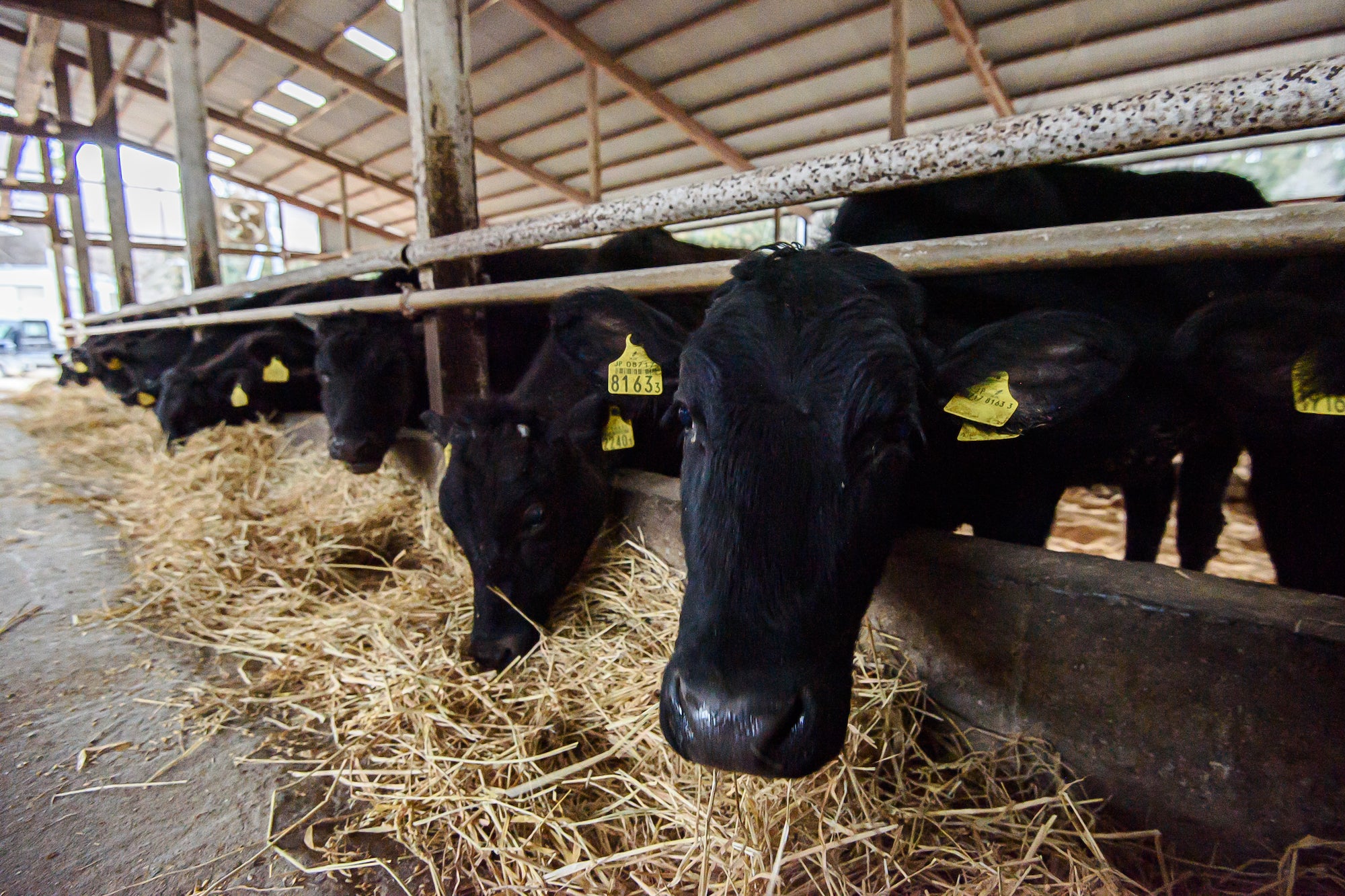 エム牧場で飼育される短黒牛