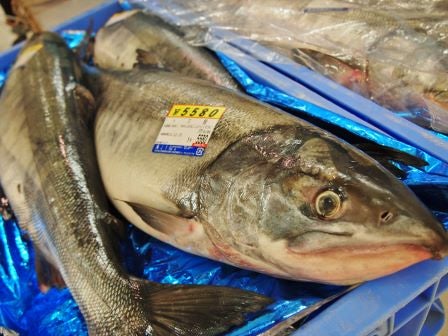 ２千万尾を放流へ さけますふ化場が完全復活（岩手県大槌町）